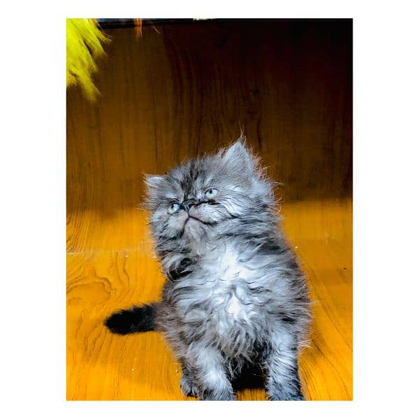 Persian hamalian british punch face piki face cat's and kitten's 7