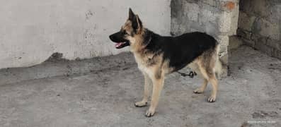 German shepherd female for sale