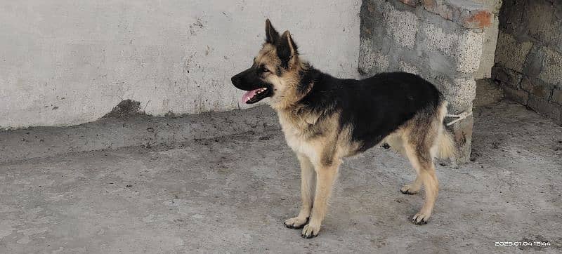 German shepherd female for sale 1