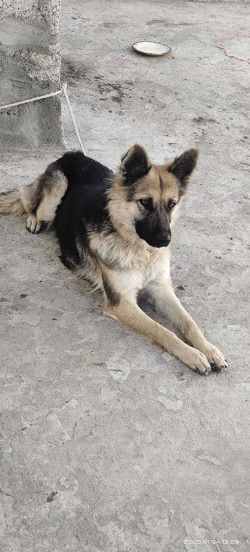 German shepherd female for sale 2