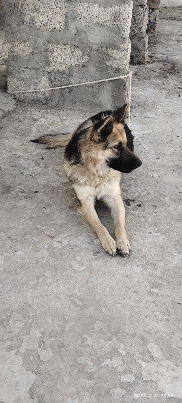 German shepherd female for sale 3