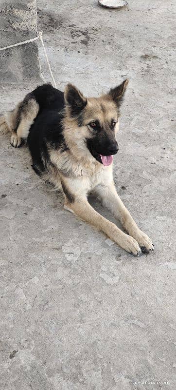 German shepherd female for sale 4