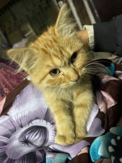 beautiful cat with reasonable price