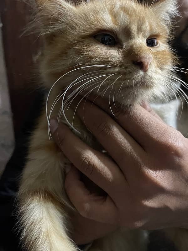 beautiful cat with reasonable price 5