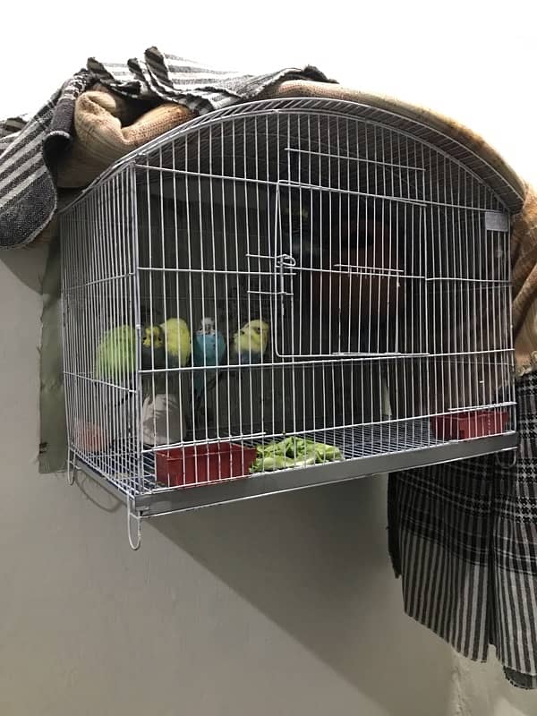 parrots with cage 0