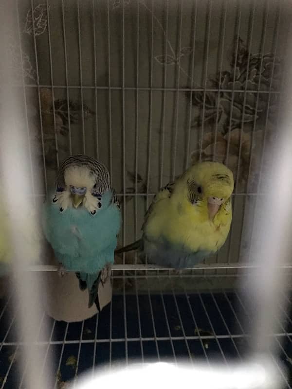 parrots with cage 1