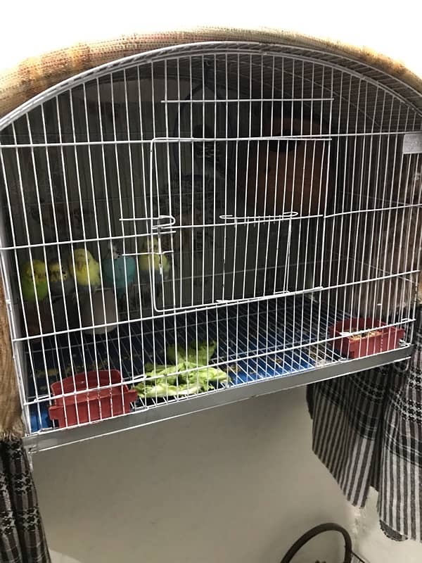 parrots with cage 2