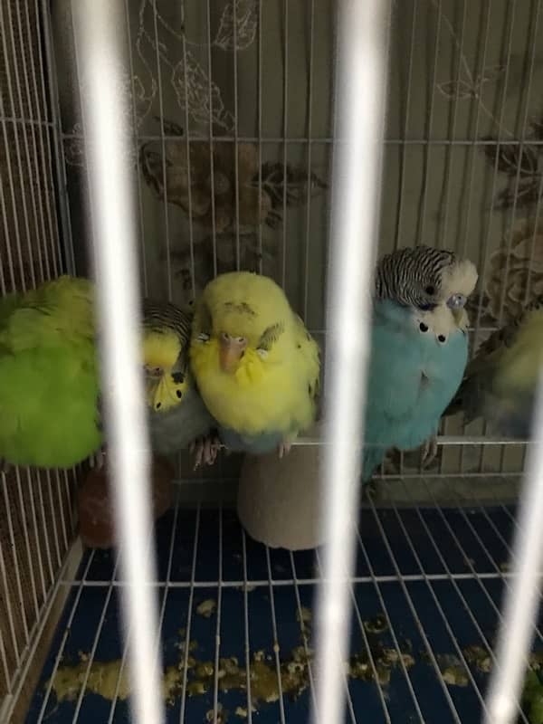 parrots with cage 3