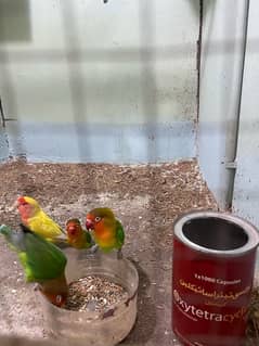 lovebirds for sale