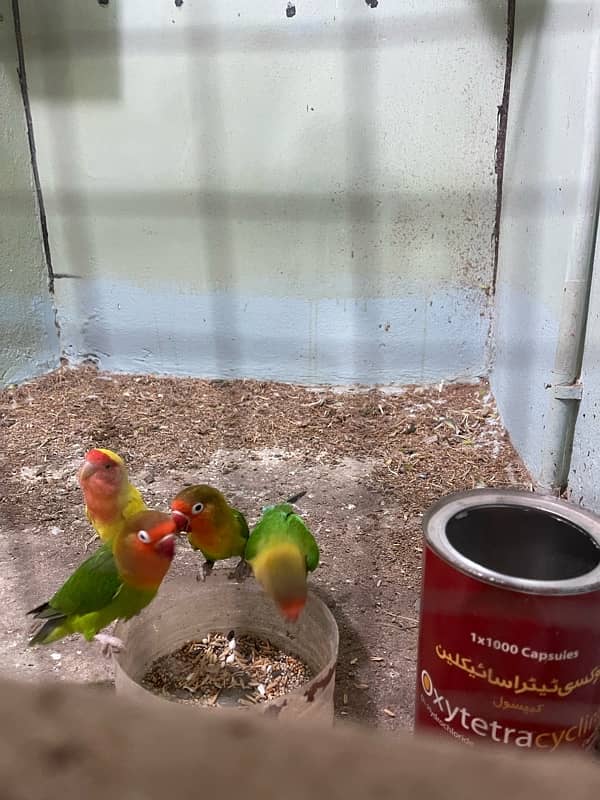 lovebirds for sale 2