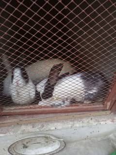 Rabbit sale 1 Female & 4 children baby 3 month