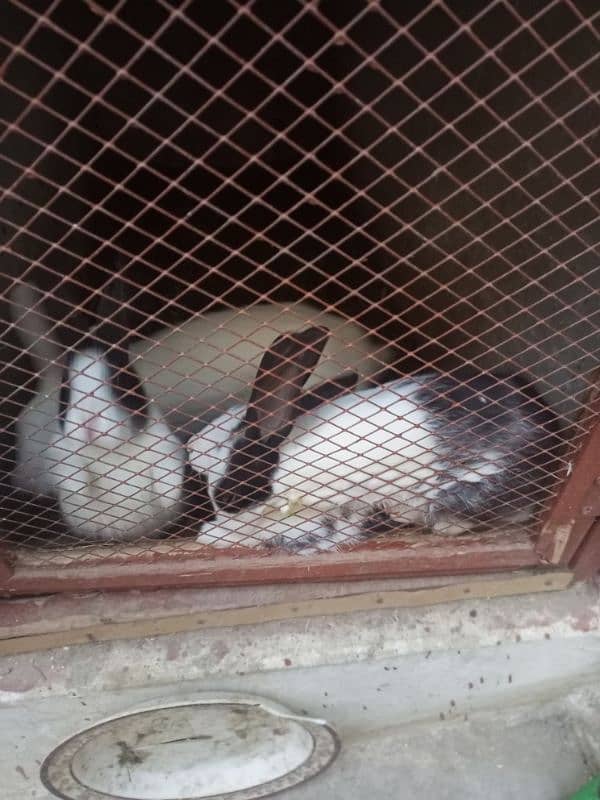 Rabbit sale 1 Female & 4 children baby 3 month 0