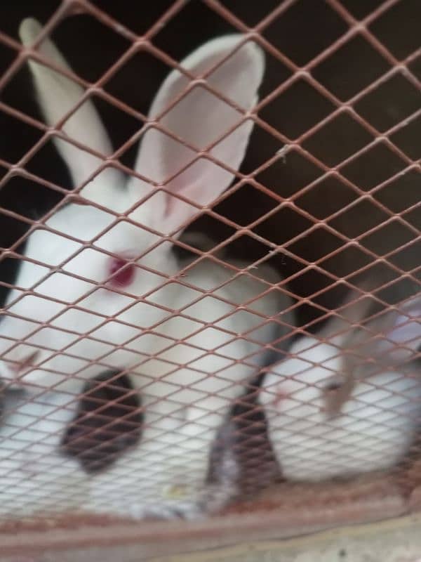 Rabbit sale 1 Female & 4 children baby 3 month 1