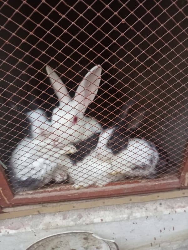 Rabbit sale 1 Female & 4 children baby 3 month 2