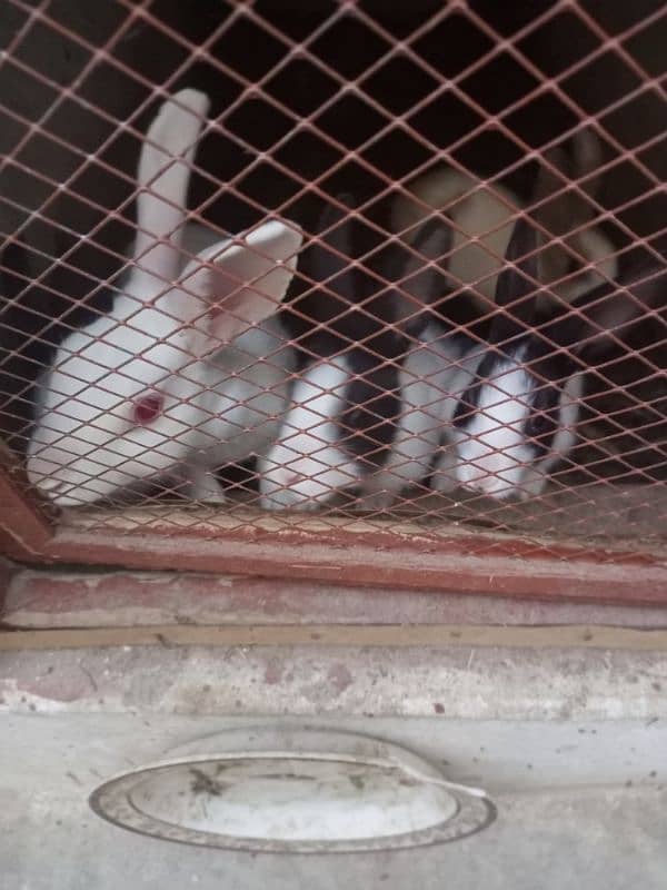 Rabbit sale 1 Female & 4 children baby 3 month 3