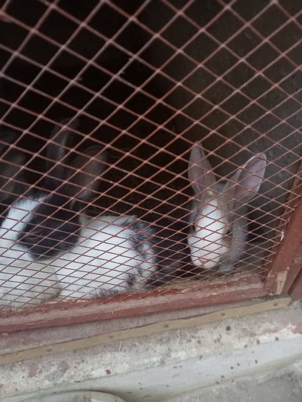 Rabbit sale 1 Female & 4 children baby 3 month 4