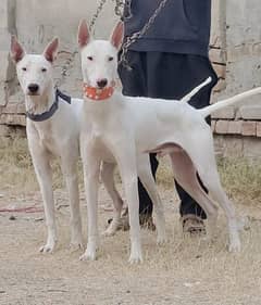 Pure katha pair full Shekari Dog for sale