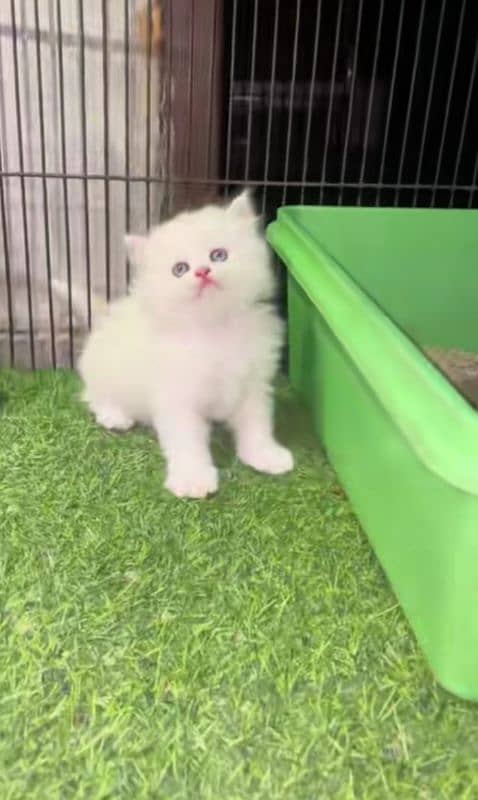 Persian Cat for sale my WhatsApp number 0326/74/83/108 1