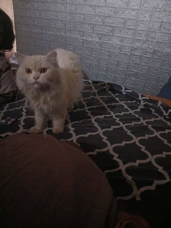 male cat white heavy tail 0