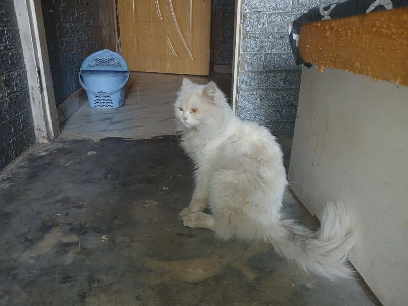 male cat white heavy tail 1