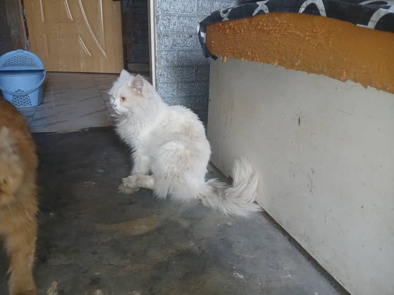 male cat white heavy tail 2