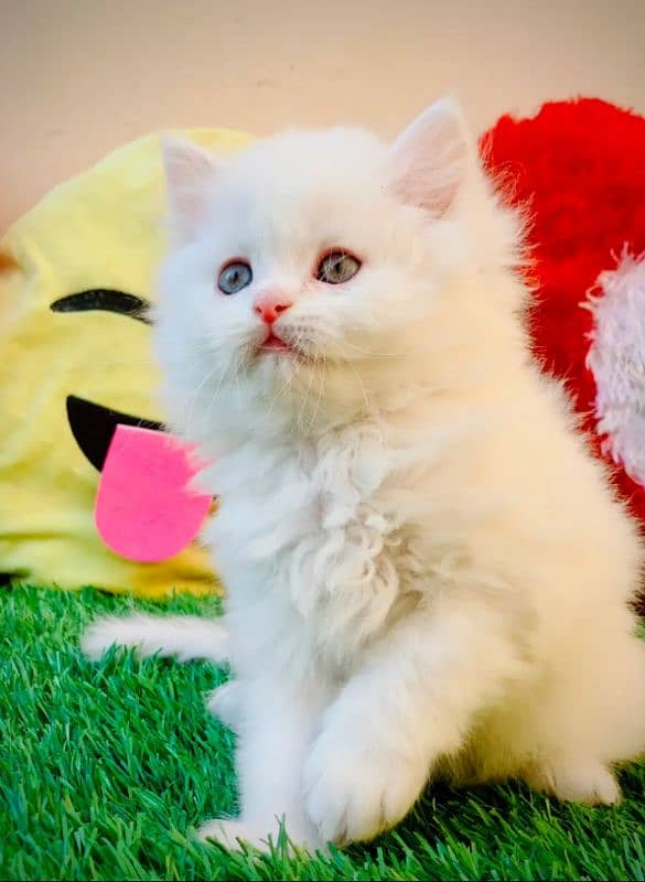 Persian Cat for sale my WhatsApp number 0326/74/83/108 1