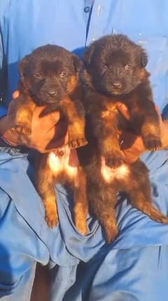 German shepherd / german shepherd dog  / dog for sale