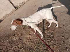 English pointer female dog breeder