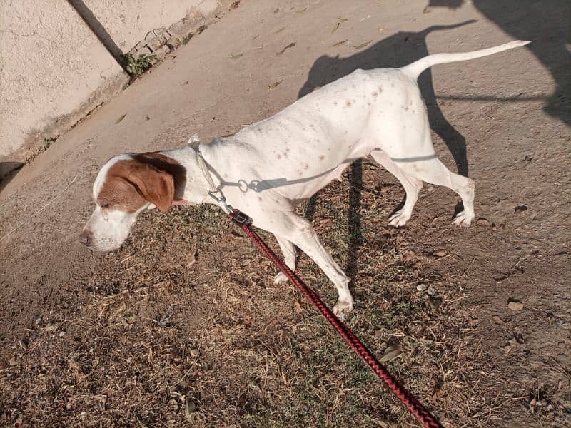 English pointer female dog breeder 0