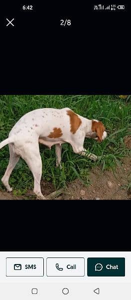 English pointer female dog breeder 1