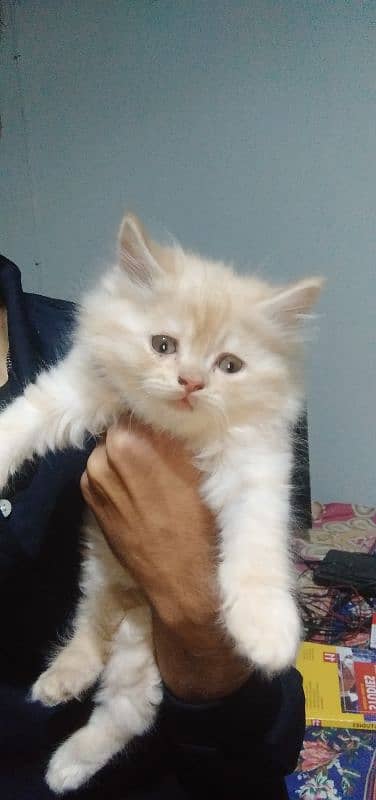 Persian cat 45 days old 0