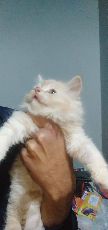 Persian cat 45 days old 1