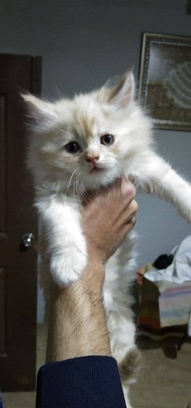 Persian cat 45 days old 2