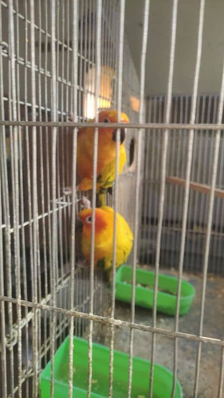 Alexander Raw pair, green opline, sunconure 8