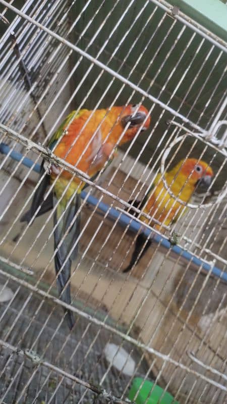 Alexander Raw pair, green opline, sunconure 9