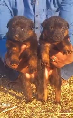 German Shepherd pair for sale / German Shepherd papies for sale