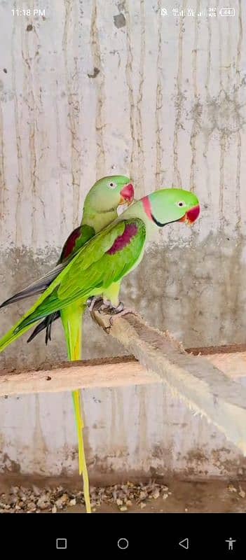 raw parrot for sale my WhatsApp number 03468556940 0