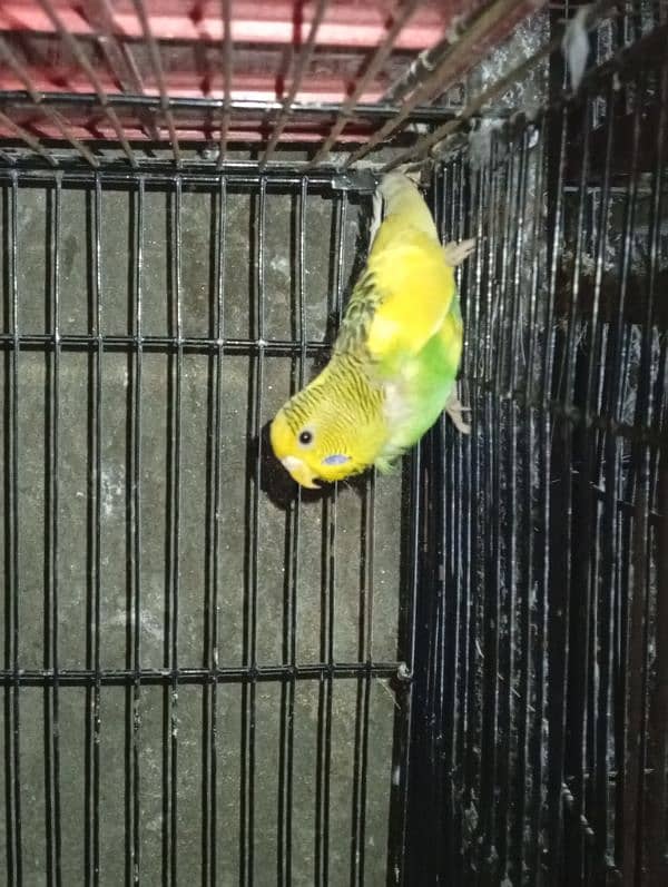 Australian Budgie Female 0