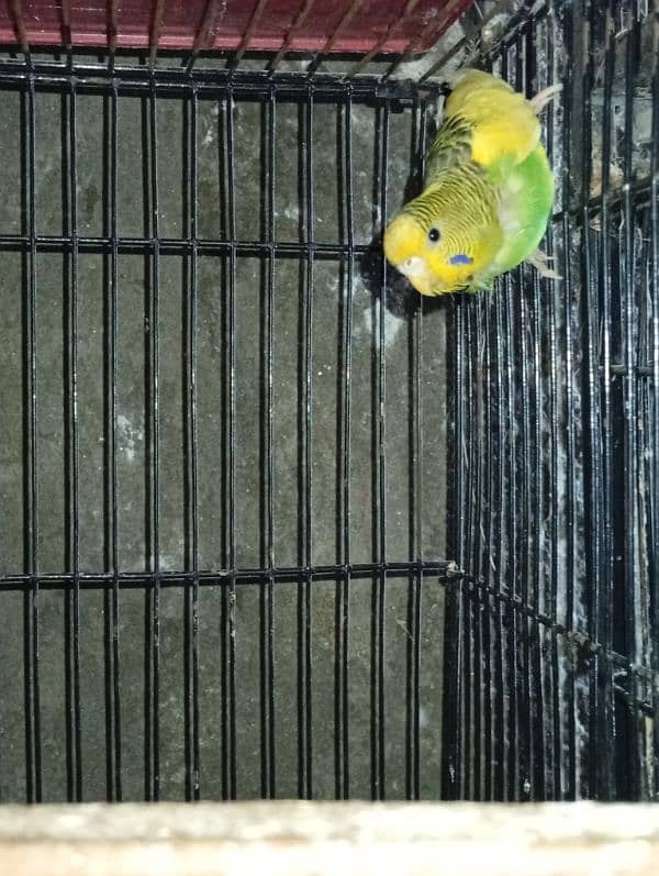 Australian Budgie Female 2