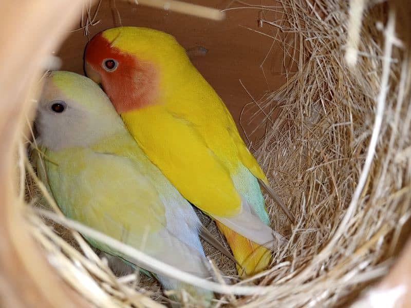 Lovebirds breeder pair with eggs for sale 0