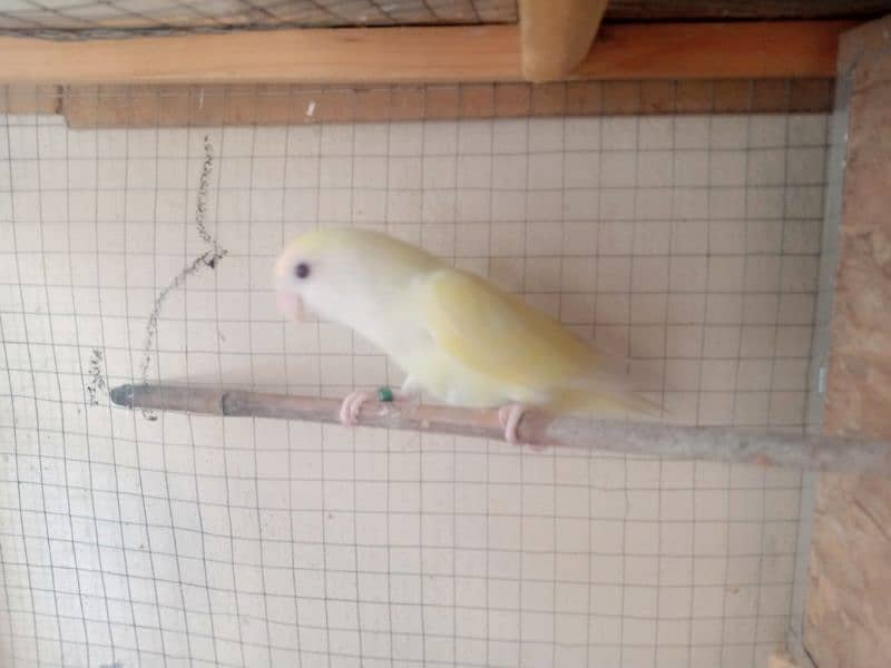 Lovebirds breeder pair with eggs for sale 2