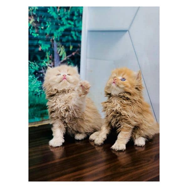 Persian hamalian british punch face piki face cat's and kitten's 0