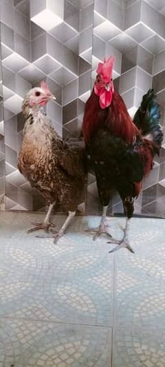 HENS PAIR FINAL RATE 3.2. 0.0