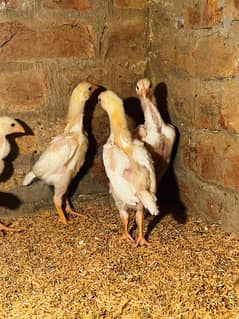 White Shamo Pair/Aseel Shamo chicks /king size/ pure /high quality hen