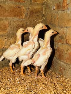 White Shamo Pair/Aseel Shamo chicks /king size/ pure /high quality hen