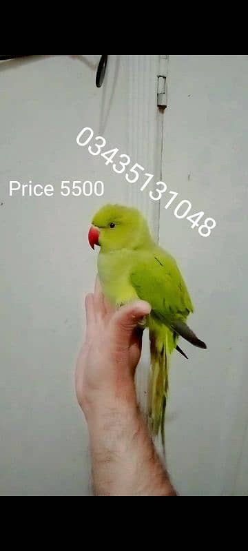 03435131048 Green parrot handtame for sale 0