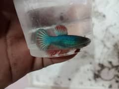 Fullmoon/Halfmoon Betta Female