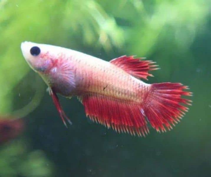 Fullmoon/Halfmoon Betta Female 1