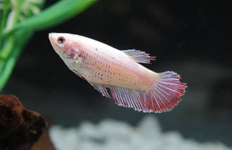 Fullmoon/Halfmoon Betta Female 2