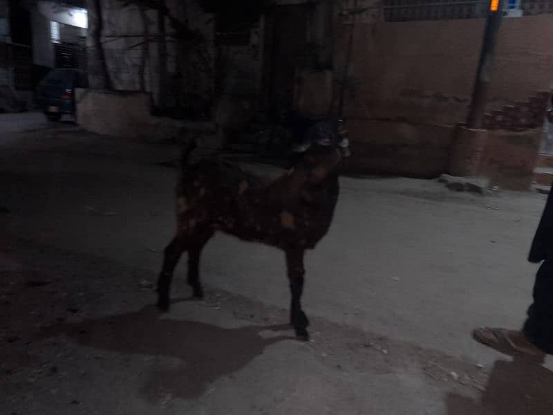 breeder pure kamori qurbani 2025 0